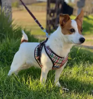 Step Easy Plaid Forest Friends Warm Fleece Lined Harness | 3 LBS to 20 LBS